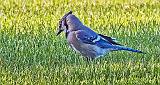 Blue Jay On The Ground_DSCF4883